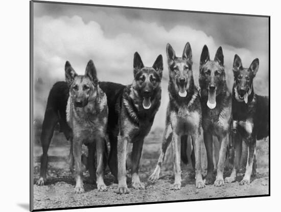 Group of Mrs Leslie Thornton's Celebrated "Southdown" Alsatians-Thomas Fall-Mounted Photographic Print