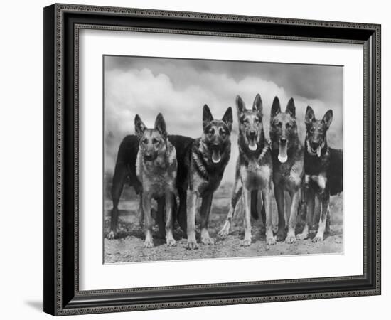 Group of Mrs Leslie Thornton's Celebrated "Southdown" Alsatians-Thomas Fall-Framed Photographic Print