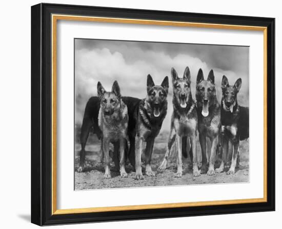 Group of Mrs Leslie Thornton's Celebrated "Southdown" Alsatians-Thomas Fall-Framed Photographic Print