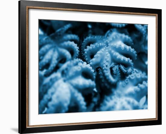 Group of Octopuses-Victor Habbick-Framed Photographic Print