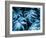 Group of Octopuses-Victor Habbick-Framed Photographic Print