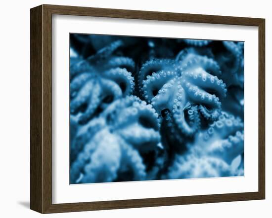 Group of Octopuses-Victor Habbick-Framed Photographic Print