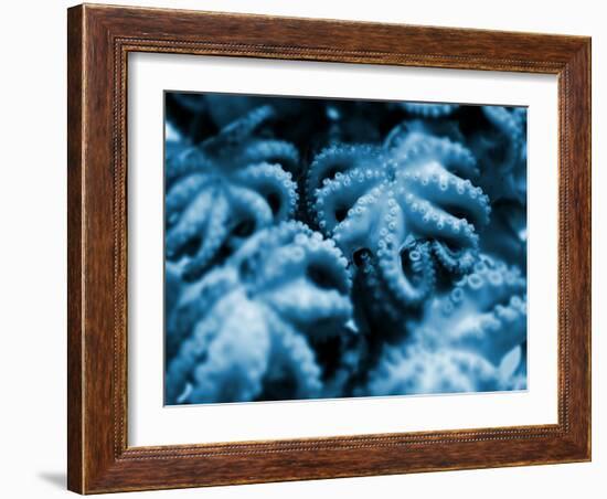 Group of Octopuses-Victor Habbick-Framed Photographic Print