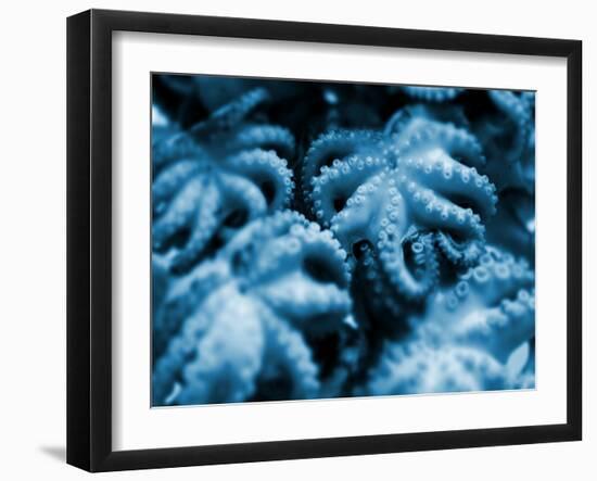 Group of Octopuses-Victor Habbick-Framed Photographic Print