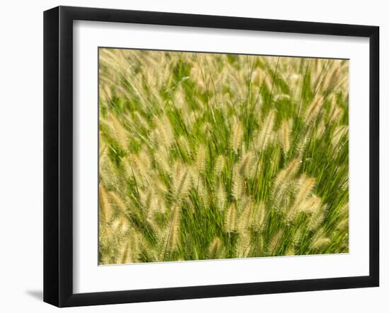 Group of Ornamental Grass Heads, Arlington, Virginia, USA-Corey Hilz-Framed Photographic Print