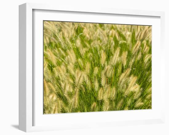 Group of Ornamental Grass Heads, Arlington, Virginia, USA-Corey Hilz-Framed Photographic Print