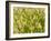 Group of Ornamental Grass Heads, Arlington, Virginia, USA-Corey Hilz-Framed Photographic Print