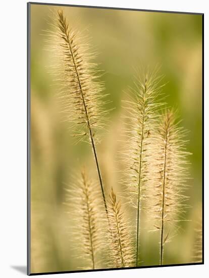 Group of Ornamental Grass Heads, Arlington, Virginia, USA-Corey Hilz-Mounted Photographic Print