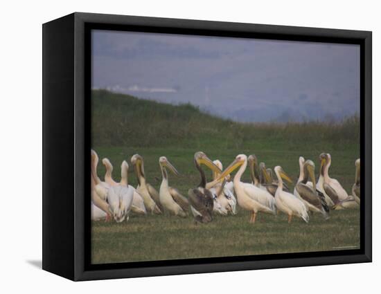 Group of Pelicans Resting on the Ground at Dusk, Galilee Panhandle, Middle East-Eitan Simanor-Framed Premier Image Canvas