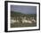 Group of Pelicans Resting on the Ground at Dusk, Galilee Panhandle, Middle East-Eitan Simanor-Framed Photographic Print