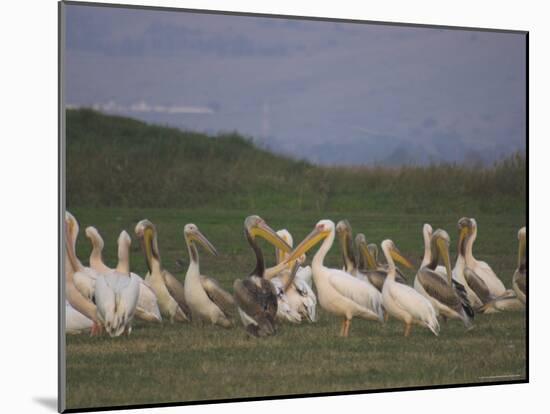 Group of Pelicans Resting on the Ground at Dusk, Galilee Panhandle, Middle East-Eitan Simanor-Mounted Photographic Print