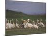 Group of Pelicans Resting on the Ground at Dusk, Galilee Panhandle, Middle East-Eitan Simanor-Mounted Photographic Print