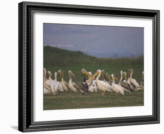 Group of Pelicans Resting on the Ground at Dusk, Galilee Panhandle, Middle East-Eitan Simanor-Framed Photographic Print