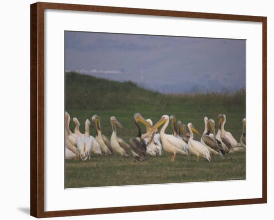 Group of Pelicans Resting on the Ground at Dusk, Galilee Panhandle, Middle East-Eitan Simanor-Framed Photographic Print