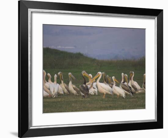 Group of Pelicans Resting on the Ground at Dusk, Galilee Panhandle, Middle East-Eitan Simanor-Framed Photographic Print