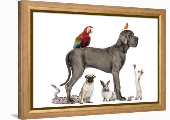 Group Of Pets - Dog, Cat, Bird, Reptile, Rabbit, Isolated On White-Life on White-Framed Premier Image Canvas