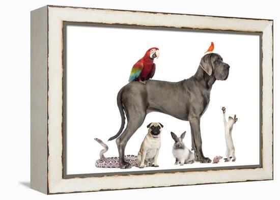 Group Of Pets - Dog, Cat, Bird, Reptile, Rabbit, Isolated On White-Life on White-Framed Premier Image Canvas