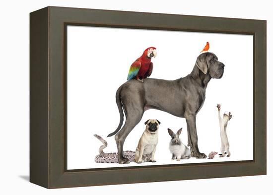 Group Of Pets - Dog, Cat, Bird, Reptile, Rabbit, Isolated On White-Life on White-Framed Premier Image Canvas