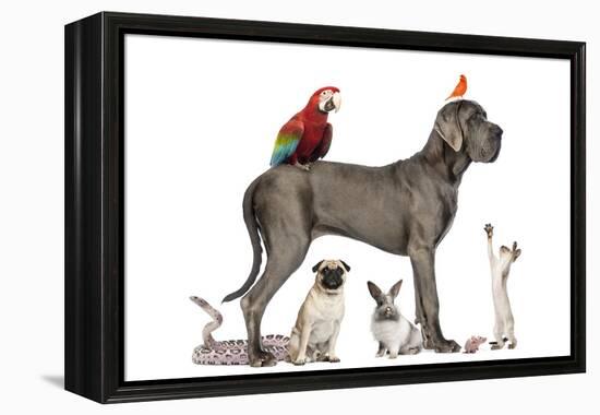 Group Of Pets - Dog, Cat, Bird, Reptile, Rabbit, Isolated On White-Life on White-Framed Premier Image Canvas