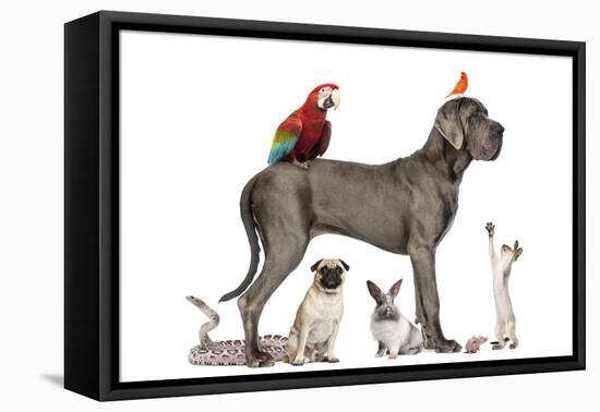 Group Of Pets - Dog, Cat, Bird, Reptile, Rabbit, Isolated On White-Life on White-Framed Premier Image Canvas