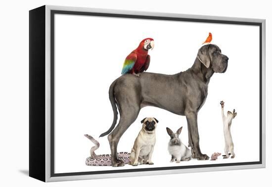 Group Of Pets - Dog, Cat, Bird, Reptile, Rabbit, Isolated On White-Life on White-Framed Premier Image Canvas