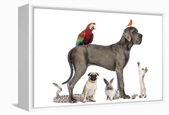 Group Of Pets - Dog, Cat, Bird, Reptile, Rabbit, Isolated On White-Life on White-Framed Premier Image Canvas