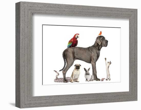 Group Of Pets - Dog, Cat, Bird, Reptile, Rabbit, Isolated On White-Life on White-Framed Photographic Print