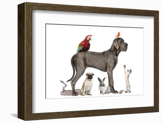 Group Of Pets - Dog, Cat, Bird, Reptile, Rabbit, Isolated On White-Life on White-Framed Photographic Print