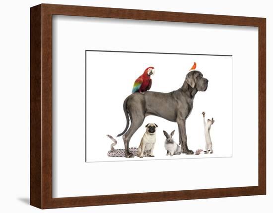 Group Of Pets - Dog, Cat, Bird, Reptile, Rabbit, Isolated On White-Life on White-Framed Photographic Print