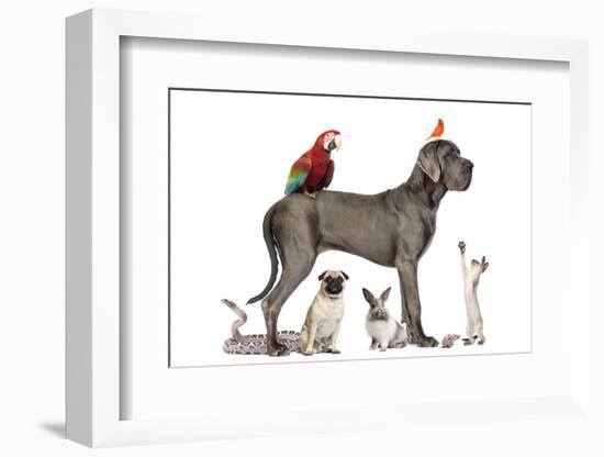 Group Of Pets - Dog, Cat, Bird, Reptile, Rabbit, Isolated On White-Life on White-Framed Photographic Print