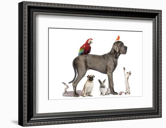 Group Of Pets - Dog, Cat, Bird, Reptile, Rabbit, Isolated On White-Life on White-Framed Photographic Print