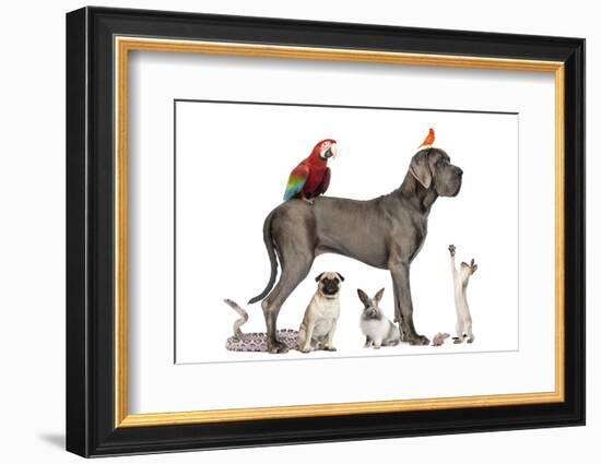 Group Of Pets - Dog, Cat, Bird, Reptile, Rabbit, Isolated On White-Life on White-Framed Photographic Print