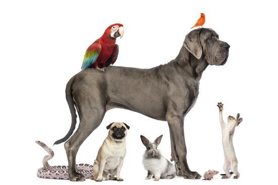group of pets dog cat bird reptile rabbit isolated on white by life on white
