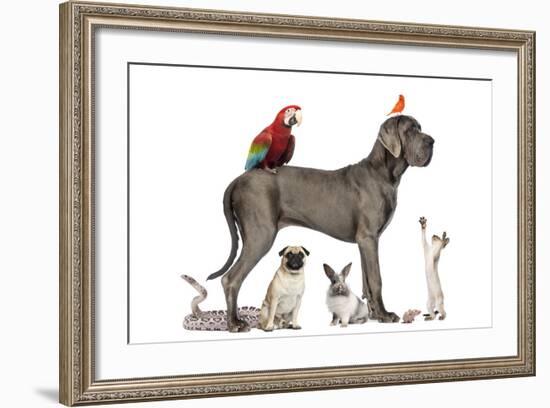 Group Of Pets - Dog, Cat, Bird, Reptile, Rabbit, Isolated On White-Life on White-Framed Photographic Print