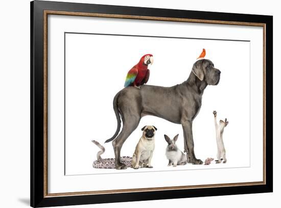 Group Of Pets - Dog, Cat, Bird, Reptile, Rabbit, Isolated On White-Life on White-Framed Photographic Print