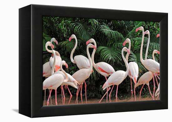 Group of Pink Flamingos-panda3800-Framed Premier Image Canvas