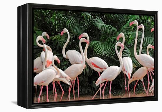 Group of Pink Flamingos-panda3800-Framed Premier Image Canvas