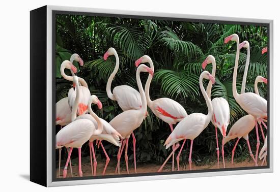 Group of Pink Flamingos-panda3800-Framed Premier Image Canvas