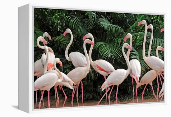 Group of Pink Flamingos-panda3800-Framed Premier Image Canvas