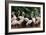 Group of Pink Flamingos-panda3800-Framed Photographic Print