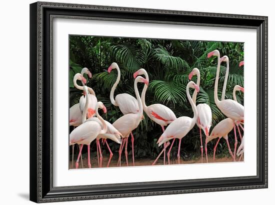 Group of Pink Flamingos-panda3800-Framed Photographic Print