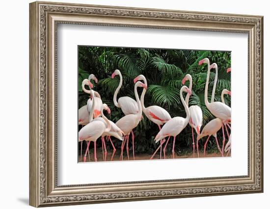 Group of Pink Flamingos-panda3800-Framed Photographic Print