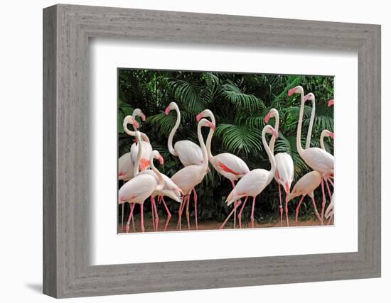 Group of Pink Flamingos-panda3800-Framed Photographic Print