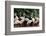 Group of Pink Flamingos-panda3800-Framed Photographic Print