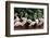 Group of Pink Flamingos-panda3800-Framed Photographic Print