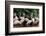 Group of Pink Flamingos-panda3800-Framed Photographic Print