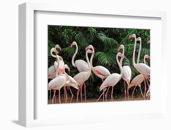 Group of Pink Flamingos-panda3800-Framed Photographic Print