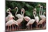 Group of Pink Flamingos-panda3800-Mounted Photographic Print