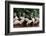 Group of Pink Flamingos-panda3800-Framed Photographic Print