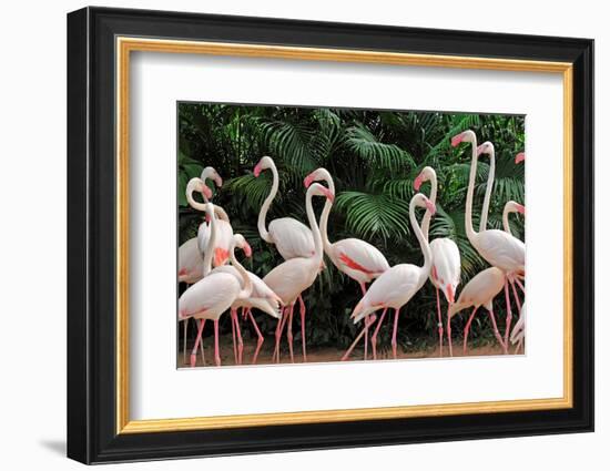 Group of Pink Flamingos-panda3800-Framed Photographic Print